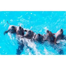 Dolphin Conga Line Wall Mural