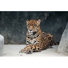 Jaguar Wall Mural