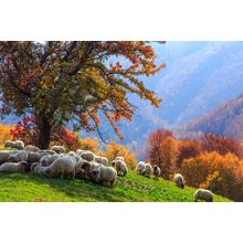 Autumn Sheep Wall Mural