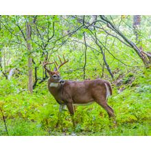 Whitetail Woods Wall Mural