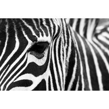 Zebra Closeup Wall Mural