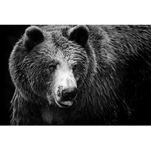 Portrait of a Bear Wall Mural