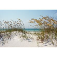Florida Sand Dunes And Sea Oats At The Beach Wall Mural