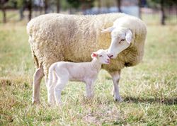 A-mother-and-baby-sheep-nuzzle-and-stick-close-together