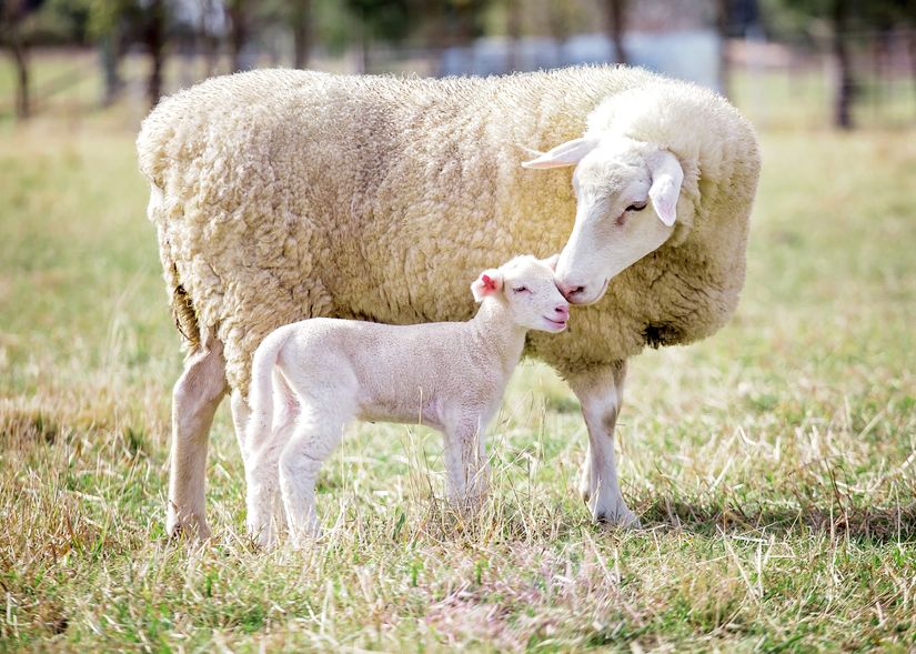 A-mother-and-baby-sheep-nuzzle-and-stick-close-together