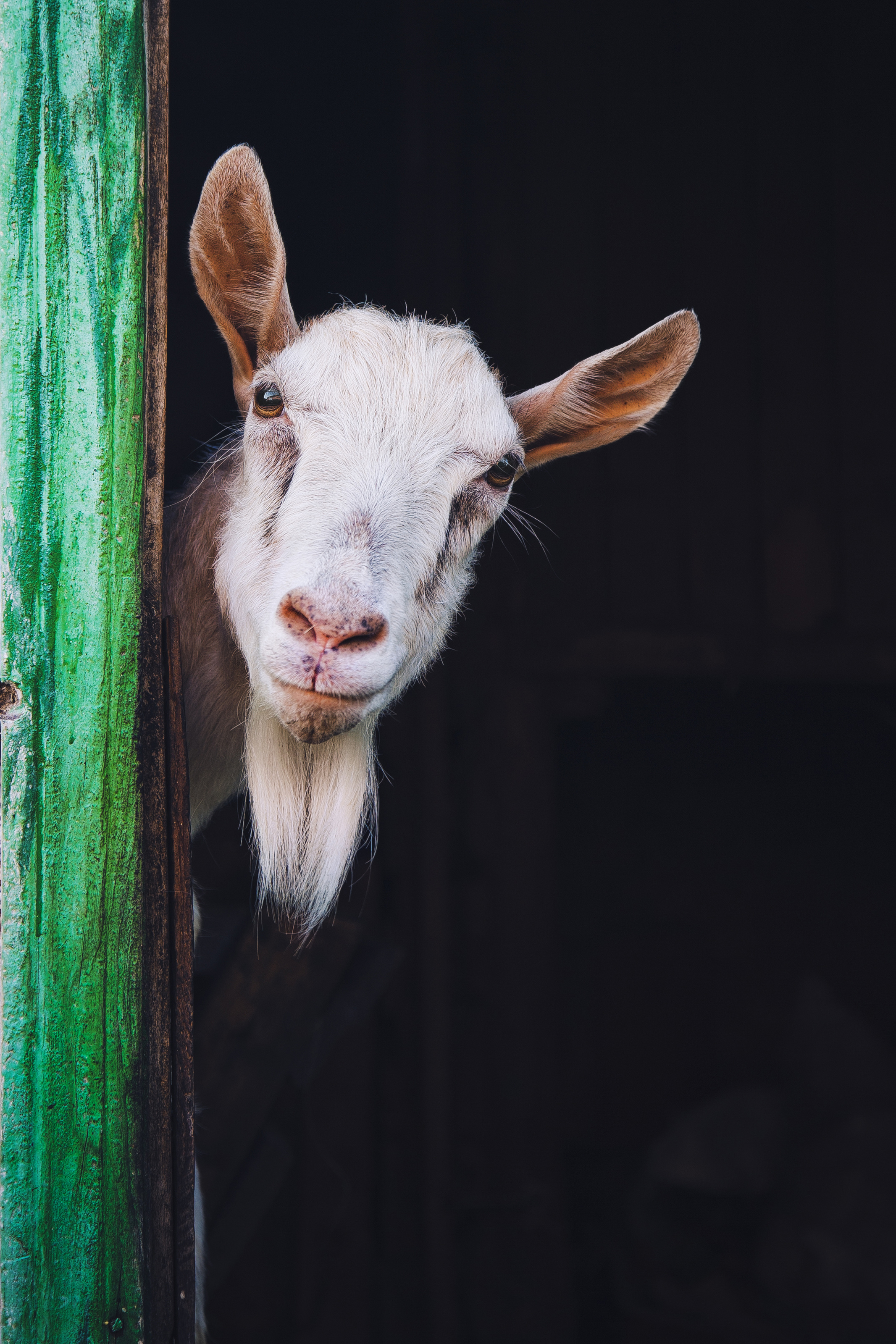 A Farm Goat Says Hello Wall Mural - Murals Your Way