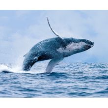 A Breaching Humpback Whale Wall Mural