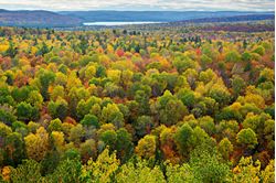 A-Top-View-of-Colorful-Forest-Trees-In-Autumn-Mural-Wallpaper