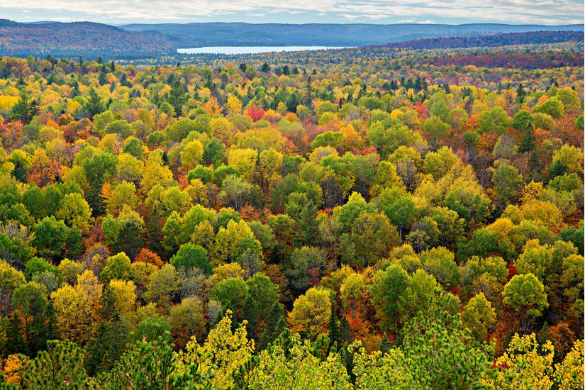 A-Top-View-of-Colorful-Forest-Trees-In-Autumn-Mural-Wallpaper