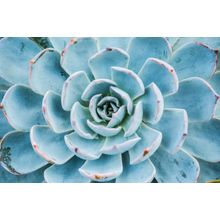 Succulent In Queen Sirikit Botanic Garden Wall Mural