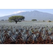 Tequila Field in Jalisco Wall Mural