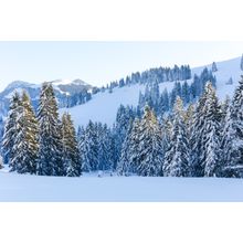 Snowy Alpine Trees Wall Mural