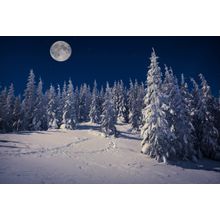 The Winter Moon Wall Mural