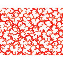 Red Coral 2 Wallpaper