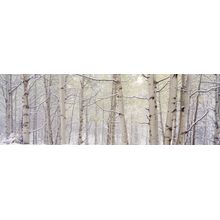 Autumn Aspens With Snow, Colorado Wall Mural