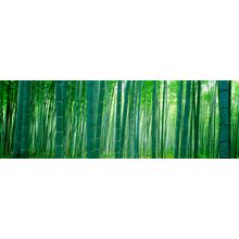 Bamboo Forest, Sagano, Kyoto, Japan Wall Mural