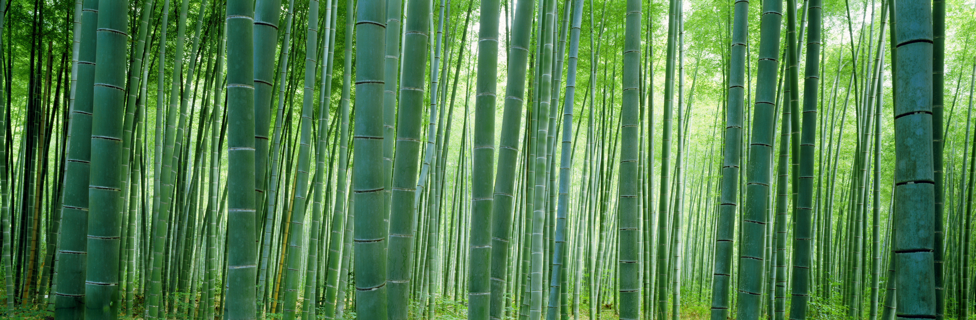 Bamboo Forest, Sagano, Kyoto, Japan Mural Wallpaper
