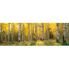 Aspen Trees In Coconino National Forest Wall Mural