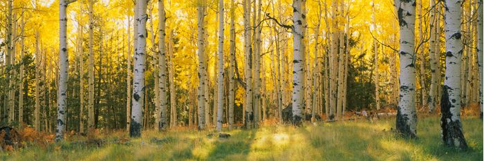 Aspen Trees In Coconino National Forest Wall Mural Murals Your Way