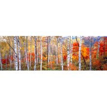 Fall Trees, Shinhodaka, Gifu, Japan Wall Mural
