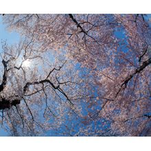 Low Angle View Of Cherry Blossom Trees Wall Mural