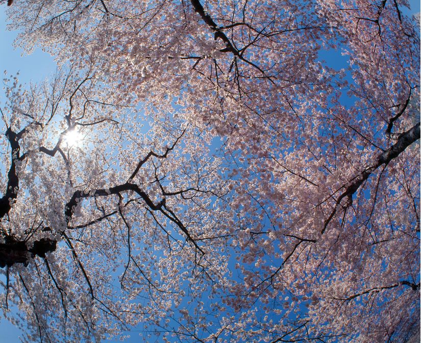 Low Angle View Of Cherry Blossom Trees Wall Mural - Murals Your Way