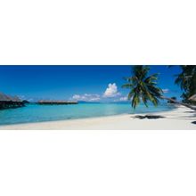 Palm Tree On Moana Beach, Bora Bora Wall Mural