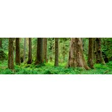 Hoh Rainforest In Olympic National Park Wall Mural