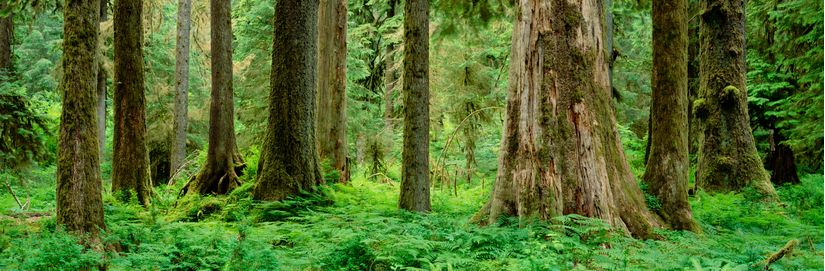 Hoh-Rainforest-In-Olympic-National-Park-Wall-Mural