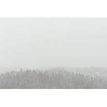 Wintertime Fog Wall Mural