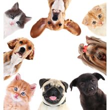 Pet Selfie Wall Mural