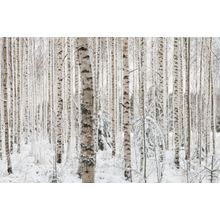 Winter Birch Mural Wallpaper