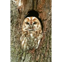 Tawny Owl Wall Mural