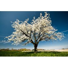 A Single Blossoming Tree in Spring Wall Mural