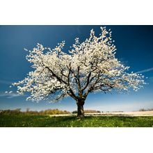 A Single Blossoming Tree in Spring Wall Mural