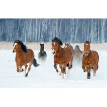 And The Race Is On Wall Mural