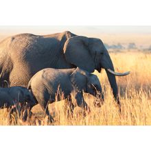 Elephants at Sunset Wall Mural