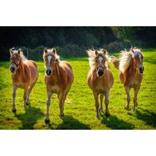 Four Horses Wall Mural