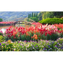Colorful Flower Garden Wall Mural
