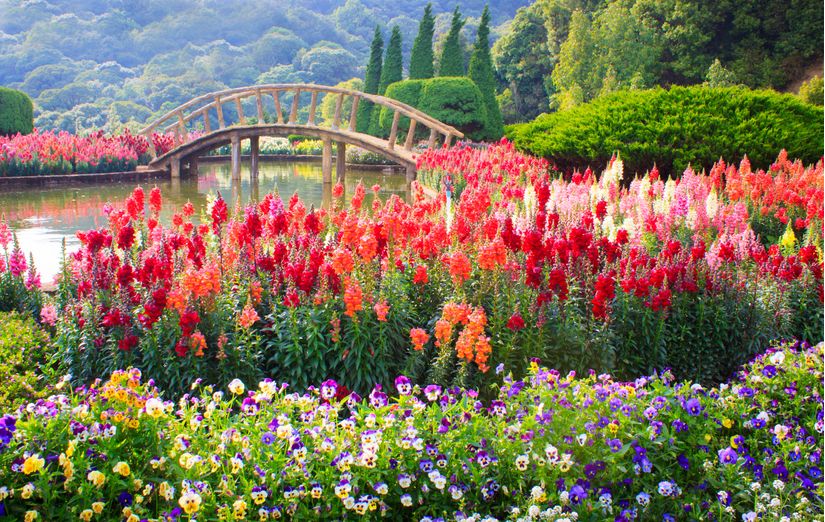 beautiful wallpapers of flower gardens