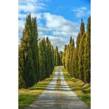 Cypress Path Wall Mural