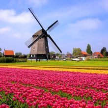 Dutch Tulip Field And Windmill Wallpaper Mural