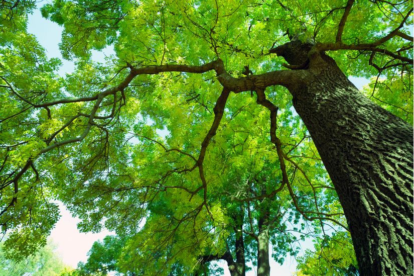 Sun-Leaf-Tree-Wallpaper-Mural