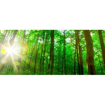 Bamboo Forest With Morning Sunlight Mural Wallpaper