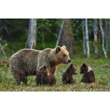 Mama Bear and Three Cubs Wall Mural