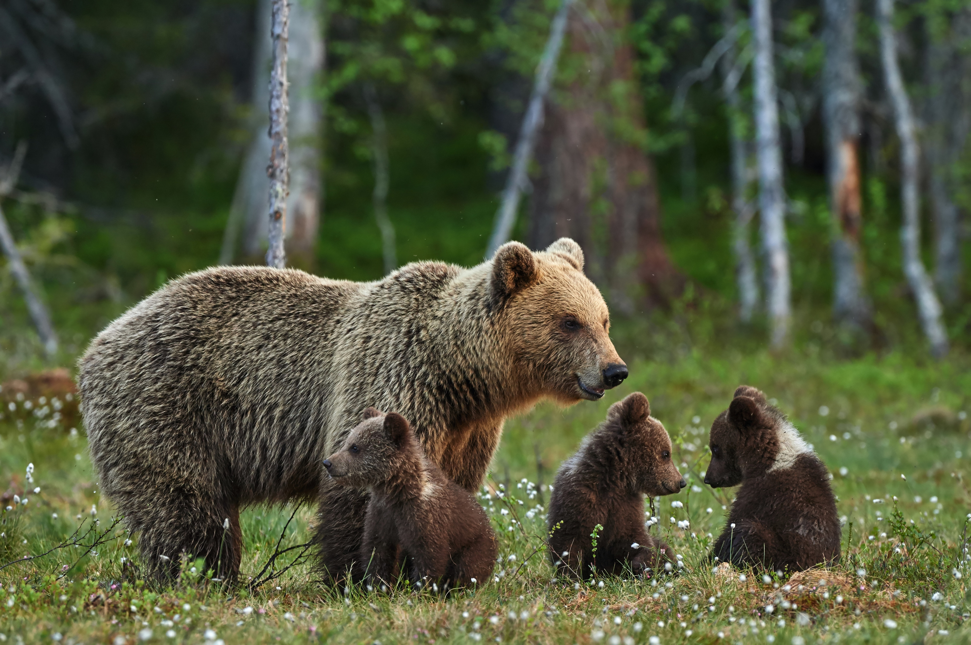 Mama Bear and Three Cubs Mural Wallpaper
