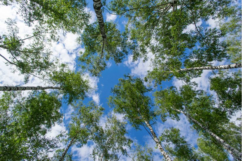 Blue-Sky-And-Trees-Wallpaper-Mural