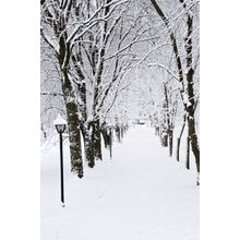 Snow Covered Lane Wall Mural