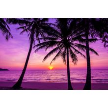 Palm Trees Silhouette At Sunset Wall Mural