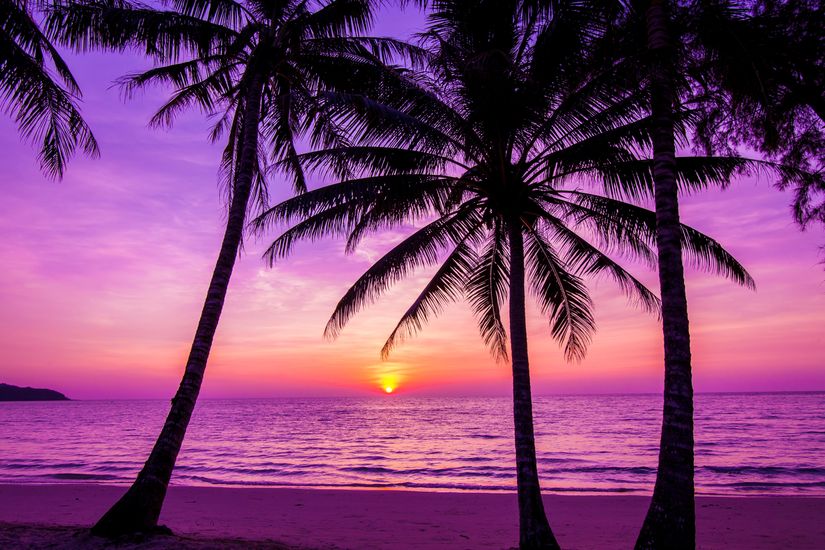 Palm Trees Silhouette At Sunset Mural Murals Your Way